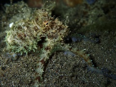 Amphioctopus mototi