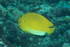 Apolemichthys trimaculatus