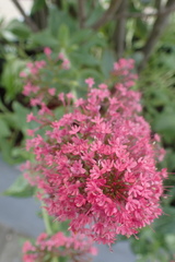 Centranthus ruber