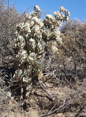 Crassula arborescens arborescens