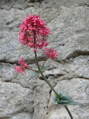 Centranthus ruber