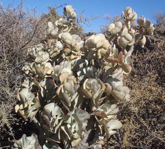 Crassula arborescens arborescens