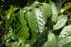 Coffea liberica