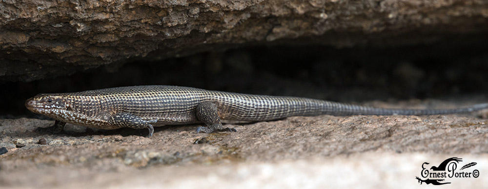 Western Giant Plated Lizard
