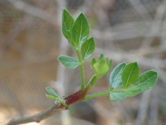 Commiphora saxicola
