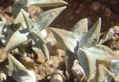 Crassula deltoidea