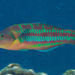 Christmas Wrasse - Photo (c) Mark Rosenstein, some rights reserved (CC BY-NC-SA), uploaded by Mark Rosenstein