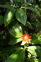 Costus productus