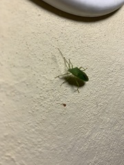 Savius rufomarginatus