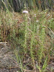 Mentha cervina