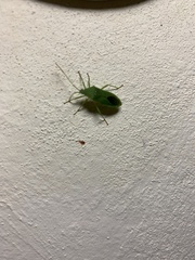 Savius rufomarginatus