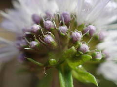 Mentha cervina