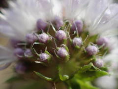 Mentha cervina