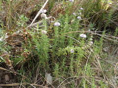 Mentha cervina