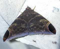 Pindara illibata