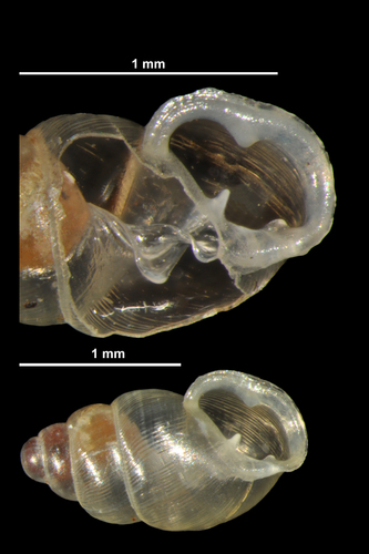 Herald-snail