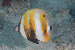 Coradion chrysozonus