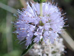Mentha cervina