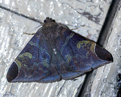 Pindara illibata