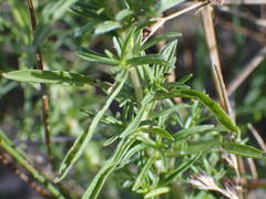 Mentha cervina