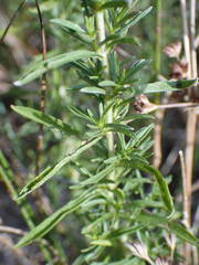 Mentha cervina