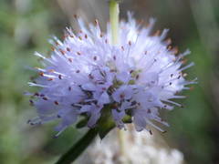 Mentha cervina