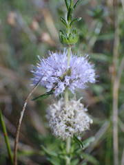Mentha cervina