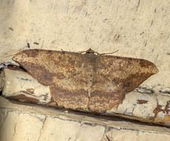 Luxiaria amasa