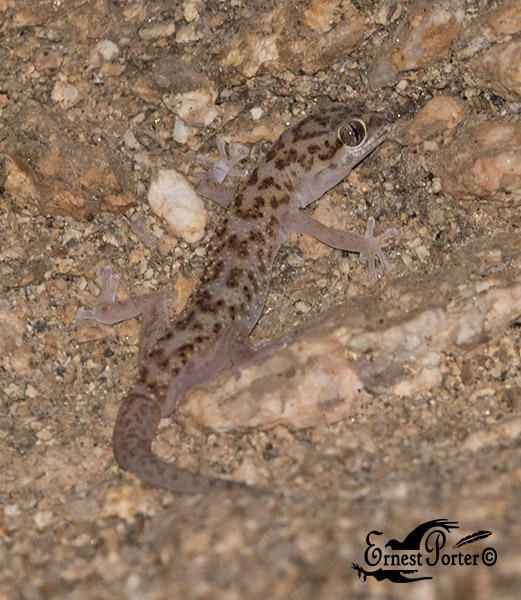 Werner's Thick-Toed Gecko