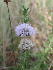 Mentha cervina