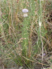 Mentha cervina