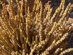 Crassula muscosa muscosa