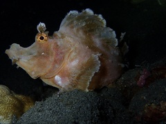 Rhinopias eschmeyeri
