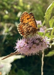 Melitaea athalia