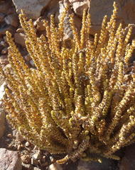 Crassula muscosa muscosa
