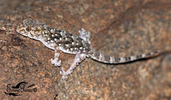 Chondrodactylus