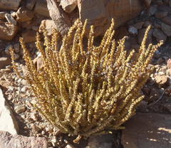 Crassula muscosa muscosa
