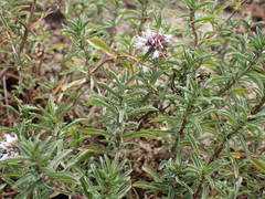Mentha cervina
