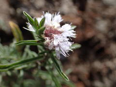 Mentha cervina