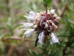 Mentha cervina