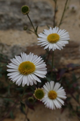 Erigeron karvinskianus