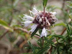 Mentha cervina