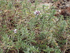 Mentha cervina