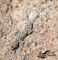 Bradfield's Namib Day Gecko photo 3