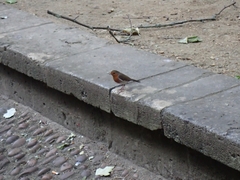 Erithacus rubecula