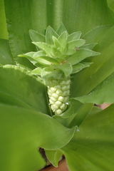 Eucomis vandermerwei