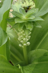 Eucomis vandermerwei