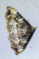 Corgatha sideropasta