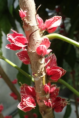 Pavonia strictiflora