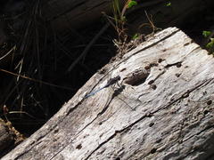 Orthetrum julia julia